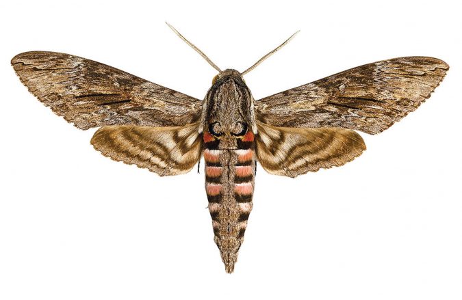 moth