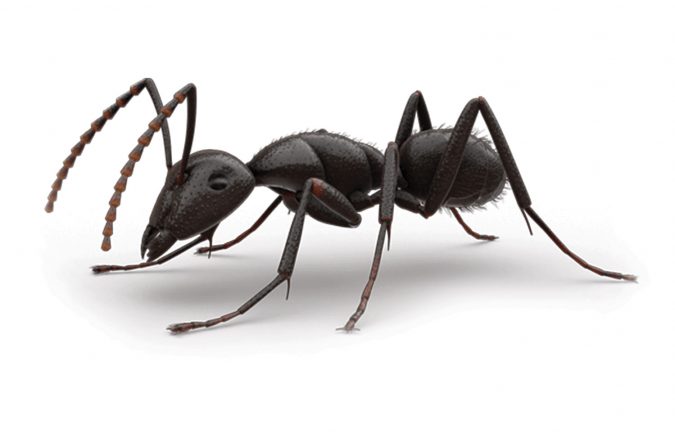 ant